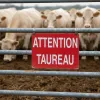 Panneau Attention taureau – Panneau attention Danger