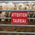 Panneau Attention taureau – Panneau attention Danger