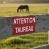 Panneau Attention taureau – Panneau attention Danger